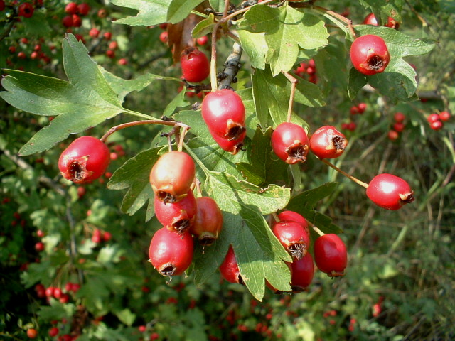 Crataegus monogyna / Biancospino comune